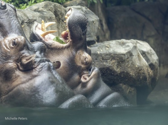 Azure Generated Description:
a group of hippos drinking water (51.25% confidence)
---------------
Azure Generated Tags:
animal (99.92% confidence)
mammal (99.79% confidence)
zoo (96.67% confidence)
outdoor (92.18% confidence)
hippo (91.82% confidence)
water (89.96% confidence)
terrestrial animal (88.35% confidence)
hippopotamus (87.65% confidence)
rock (76.90% confidence)
