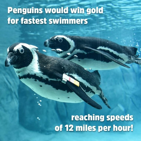 Description Provided in Tweet: 
Penguins would win gold for fastest swimmers reaching speeds of 12 miles per hour!
---------------
Azure Generated Tags:
animal (99.95% confidence)
text (99.93% confidence)
aquatic bird (99.85% confidence)
bird (99.50% confidence)
penguin (98.02% confidence)
flightless bird (91.23% confidence)
adaalie penguin (85.58% confidence)
