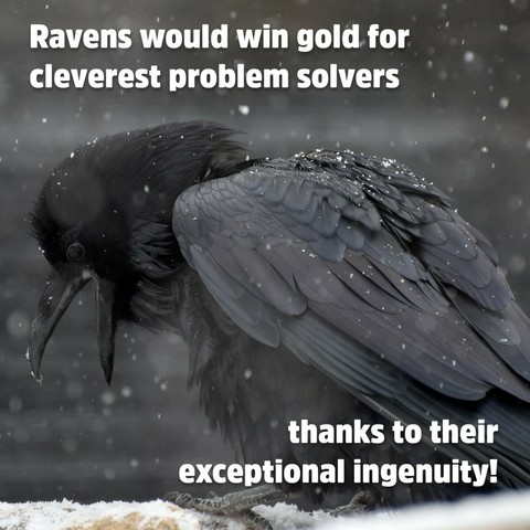 Description Provided in Tweet: 
Ravens would win gold for cleverest problem solvers thanks to their exceptional ingenuity!
---------------
Azure Generated Tags:
animal (99.36% confidence)
bird (98.53% confidence)
text (95.19% confidence)
snow (90.38% confidence)
feather (84.02% confidence)
outdoor (79.24% confidence)
winter (62.89% confidence)
