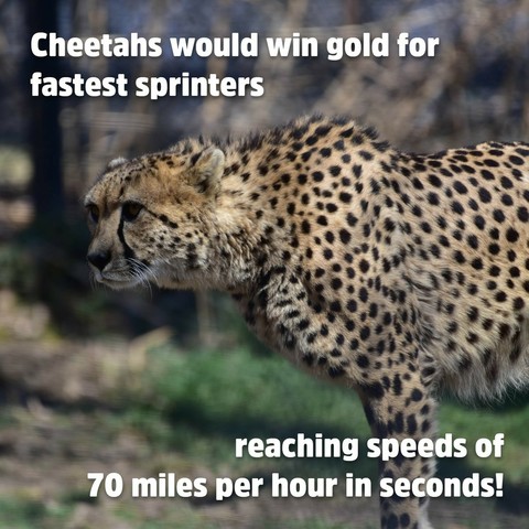 Description Provided in Tweet: 
Cheetahs would win gold for fastest sprinters reaching speeds of 70 miles per hour in seconds!
---------------
Azure Generated Tags:
animal (99.97% confidence)
mammal (99.88% confidence)
big cat (99.68% confidence)
terrestrial animal (96.54% confidence)
big cats (95.27% confidence)
leopard (94.38% confidence)
wildlife (94.13% confidence)
cheetah (93.95% confidence)
outdoor (93.55% confidence)
jaguar (88.94% confidence)
african leopard (88.49% confidence)
