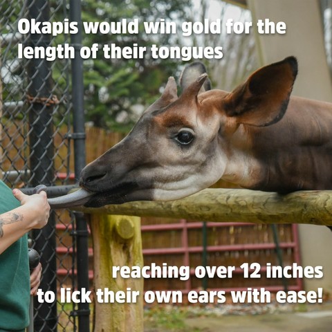 Description Provided in Tweet: 
Okapis would win gold for the length of their tongues reaching over 12 inches to lick their own ears with ease! 
---------------
Azure Generated Tags:
animal (99.98% confidence)
mammal (99.96% confidence)
giraffe (99.00% confidence)
zoo (86.55% confidence)
outdoor (86.45% confidence)
standing (59.66% confidence)
