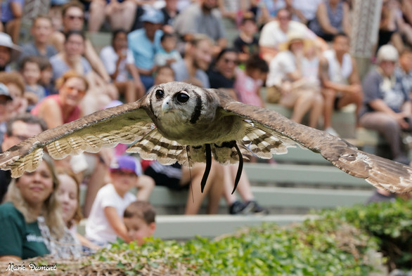 Azure Generated Description:
a lizard on a branch with people in the back (43.88% confidence)
---------------
Azure Generated Tags:
bird of prey (99.75% confidence)
bird (99.71% confidence)
owl (98.71% confidence)
outdoor (98.57% confidence)
person (97.88% confidence)
clothing (92.29% confidence)
human face (90.84% confidence)
crowd (63.70% confidence)
