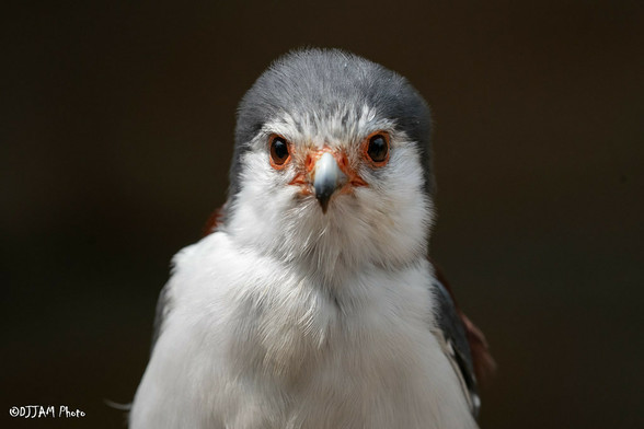 Azure Generated Description:
a white and grey bird (44.10% confidence)
---------------
Azure Generated Tags:
animal (99.97% confidence)
bird (99.90% confidence)
beak (96.49% confidence)
bird of prey (94.65% confidence)
wildlife (88.41% confidence)
hawk (72.50% confidence)
outdoor (72.07% confidence)
