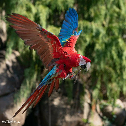 Azure Generated Description:
a red and blue bird with wings spread (37.41% confidence)
---------------
Azure Generated Tags:
bird (99.99% confidence)
animal (99.99% confidence)
parrot (99.51% confidence)
outdoor (97.83% confidence)
feather (97.17% confidence)
tree (97.11% confidence)
beak (93.79% confidence)
macaw (90.71% confidence)
red (89.96% confidence)
parakeet (89.09% confidence)
wing (88.34% confidence)
