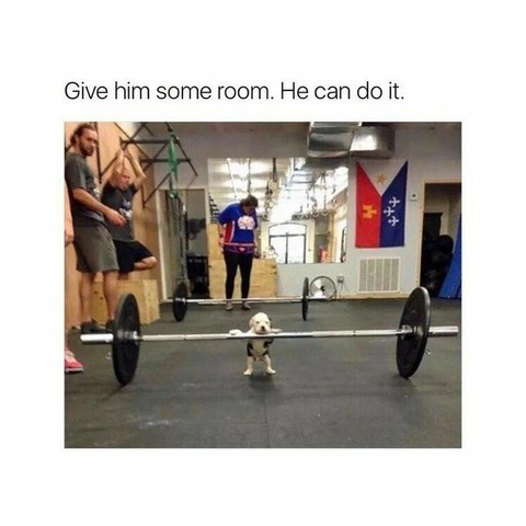 At the gym, a small pup is up, front paws on a dumbbells bar, as if ready to lift.
People are watching