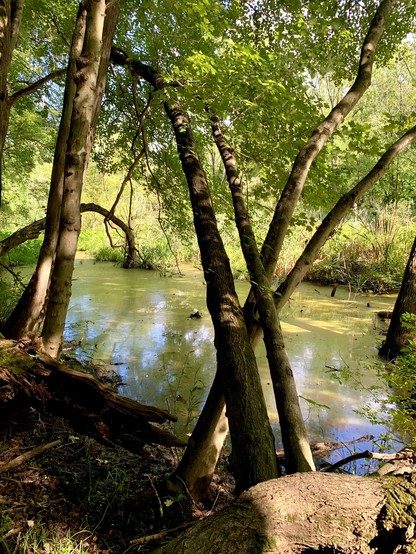 There is a wet area submerged in water in the middle of the woodlands. Due to the high temperature, the water is murky.