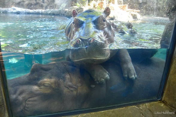 Azure Generated Description:
a couple of hippos in a tank (42.10% confidence)
---------------
Azure Generated Tags:
mammal (96.59% confidence)
animal (93.59% confidence)
aquarium (93.52% confidence)
water (90.42% confidence)
zoo (85.45% confidence)
window (75.91% confidence)
hippo (70.82% confidence)
outdoor (60.69% confidence)
