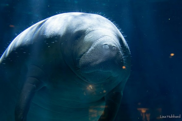 Azure Generated Description:
a large sea animal (33.26% confidence)
---------------
Azure Generated Tags:
animal (99.99% confidence)
mammal (99.97% confidence)
aquatic mammal (99.94% confidence)
sea cow (97.24% confidence)
marine mammal (95.44% confidence)
water (86.48% confidence)
marine biology (85.11% confidence)
aquarium (84.51% confidence)
