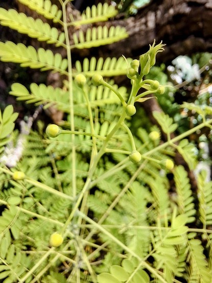 Peacock flower buds, kind of looking like the yellow ones. lol 