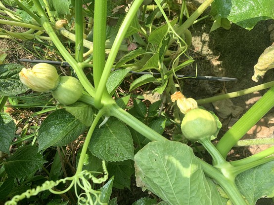 Two young pumpkins, each about 5 cm in diameter, are growing nicely.