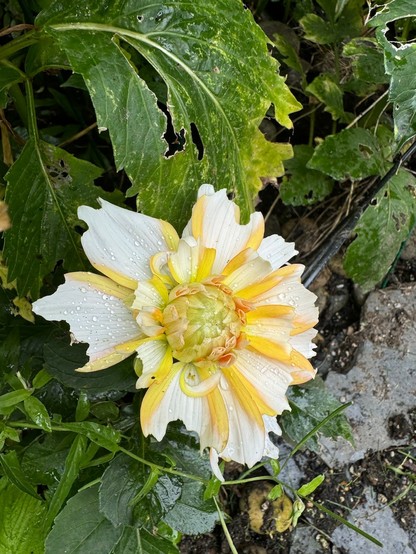 A larger multilayer dahlia flower, partly open, with white petals with strong yellow stripes on the side edges. The plant is low to the ground, less than a foot tall. The unopened inner petals appear to be either short or trimmed by chewing. Despite the damage, it looks like a cheerful party decoration. 