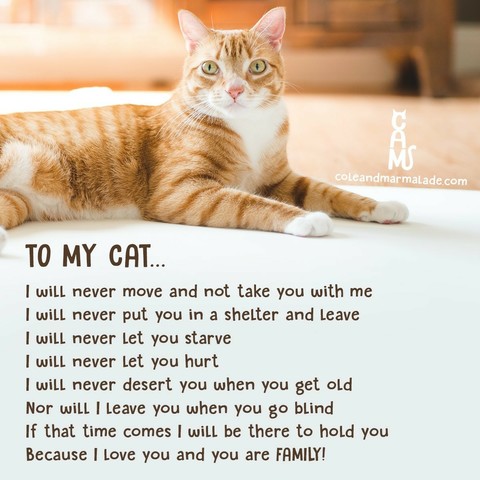 To my cat...

I will never move and not take you with me 
I will never put you in a shelter and leave 
I will never let you starve 
I will never let you hurt 
I will never desert you when you get old nor will I leave you when you go blind 
If that time comes I will be there to hold you
Because I love you and you are FAMILY 