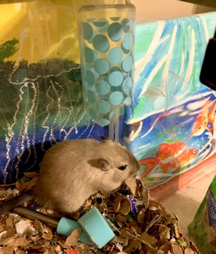 A gray brown gerbil is eating something at the corner of his cage where the water bottle is hanging from the top. The bottle is broken into two pieces, the container part and the mouth part.