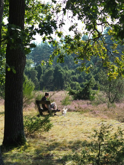 A man and a dog sitting on a sunny bench among trees and blooming Heather 