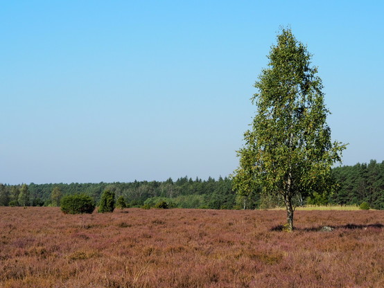 A lone birch tree standing among the blooming heather, with a forest visible on the horizon 