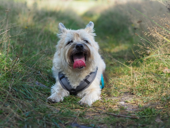 A slightly exhausted, fluffy Cairn Terrier lying on the grass, panting, tongue out