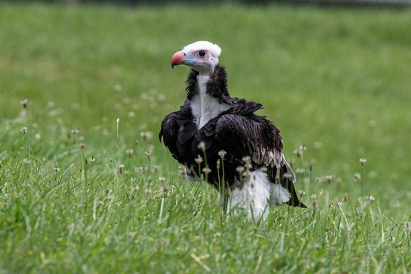 Azure Generated Description:
a bird standing in a grassy area (48.86% confidence)
---------------
Azure Generated Tags:
bird (99.97% confidence)
animal (99.97% confidence)
grass (99.79% confidence)
outdoor (99.41% confidence)
beak (96.12% confidence)
bird of prey (92.83% confidence)
feather (92.42% confidence)
field (81.83% confidence)
wildlife (72.49% confidence)
grassy (61.16% confidence)
vulture (57.18% confidence)
