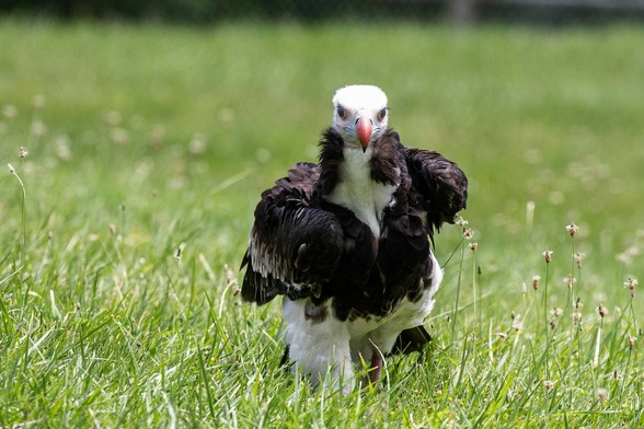 Azure Generated Description:
a bird standing in a grassy area (51.08% confidence)
---------------
Azure Generated Tags:
animal (99.89% confidence)
grass (99.87% confidence)
bird (99.86% confidence)
outdoor (99.70% confidence)
bird of prey (99.10% confidence)
beak (94.99% confidence)
feather (86.91% confidence)
field (82.27% confidence)
wildlife (70.91% confidence)
grassy (58.32% confidence)
