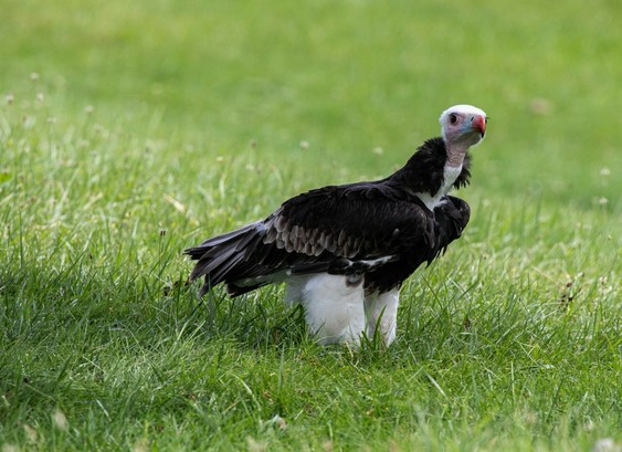 Azure Generated Description:
a bird standing in a grassy area (50.18% confidence)
---------------
Azure Generated Tags:
animal (99.97% confidence)
bird (99.95% confidence)
grass (99.92% confidence)
bird of prey (99.81% confidence)
outdoor (99.75% confidence)
beak (95.19% confidence)
feather (89.09% confidence)
wildlife (82.69% confidence)
field (81.39% confidence)
vulture (69.90% confidence)
grassy (59.84% confidence)
