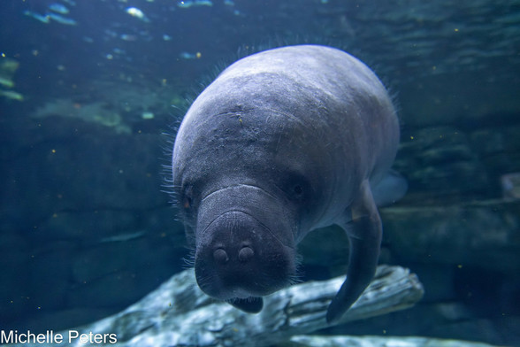 Azure Generated Description:
a seal swimming in water (46.13% confidence)
---------------
Azure Generated Tags:
animal (99.99% confidence)
mammal (99.95% confidence)
aquatic mammal (98.85% confidence)
sea cow (98.03% confidence)
marine mammal (97.38% confidence)
marine biology (89.65% confidence)
aquarium (86.44% confidence)
snout (84.16% confidence)
water (82.58% confidence)
zoo (67.71% confidence)
rock (63.79% confidence)
outdoor (60.68% confidence)
