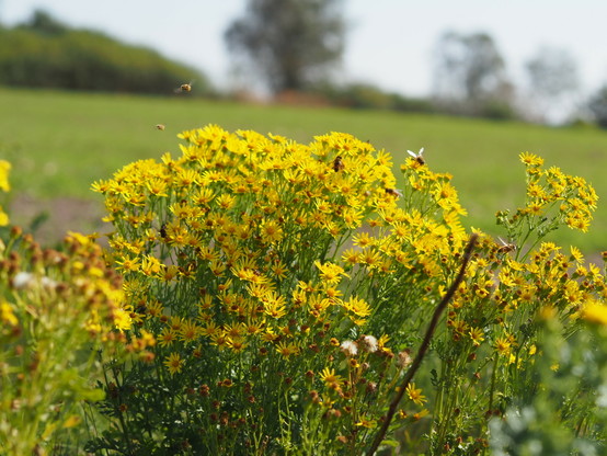 A plant with lots of tiny yellow flowers, swarming with bees and other insects 