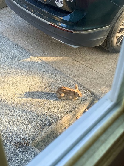 Looking through the backdoor window, a bunny is sitting still on the asphalt driveway, right behind a dark green car, on a sunny morning.