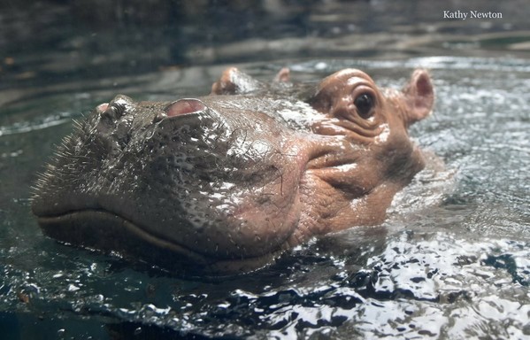 Azure Generated Description:
a hippo in water (50.28% confidence)
---------------
Azure Generated Tags:
hippo (99.15% confidence)
animal (98.13% confidence)
hippopotamus (94.48% confidence)
mammal (93.91% confidence)
water (93.65% confidence)
outdoor (91.13% confidence)
