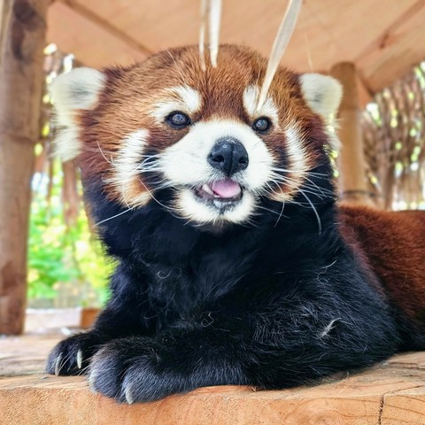 Description Provided in Tweet: 
Red panda Moshu on a platform outside
---------------
Azure Generated Tags:
mammal (99.90% confidence)
animal (99.85% confidence)
lesser panda (99.24% confidence)
panda (94.95% confidence)
red panda (92.08% confidence)
snout (91.54% confidence)
fur (90.10% confidence)
zoo (78.69% confidence)
brown (78.08% confidence)
ground (77.63% confidence)
outdoor (73.77% confidence)
