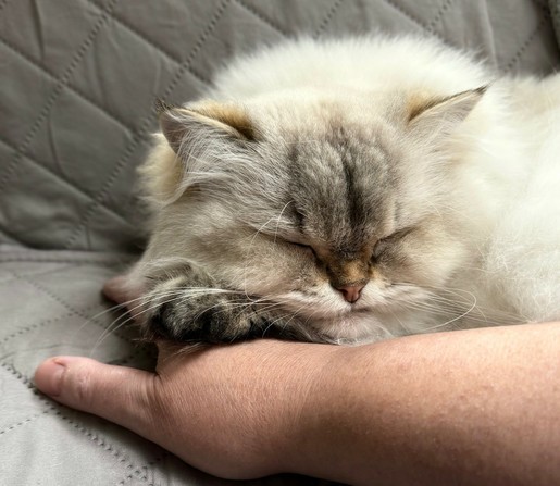 The head and paw of a fluffy white cat resting on the back of my hand while she naps on the couch 