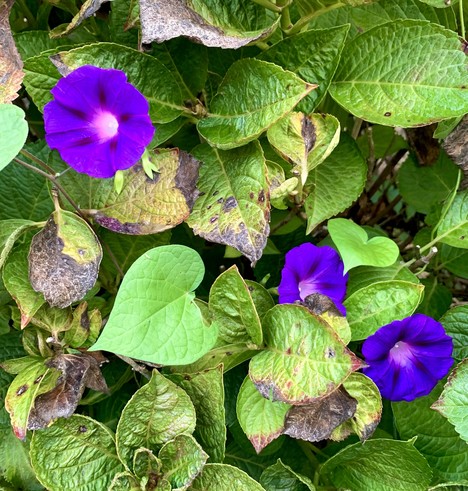 Three purple morning glory flowers are blooming on Hydrangeas bush.