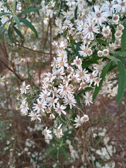 Small white flowers on a branch with long eucalyptus-looking green leaves.