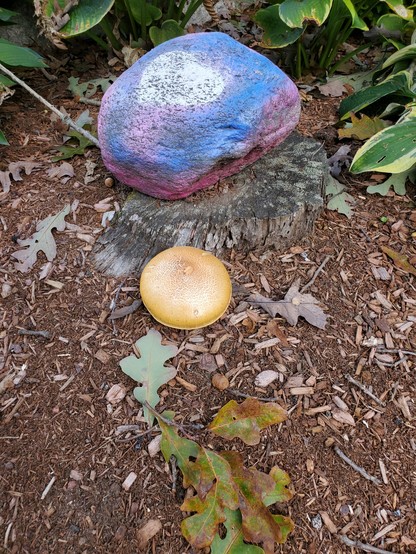 A light brown mushroom next to a rock painted pink and blue with a white heart on top. The rock is sitting on the stump the mushroom is growing from.