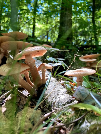 Several orange brown mushrooms on a fallen log on a late summer day. Trees in the background have vivid green leaves. 