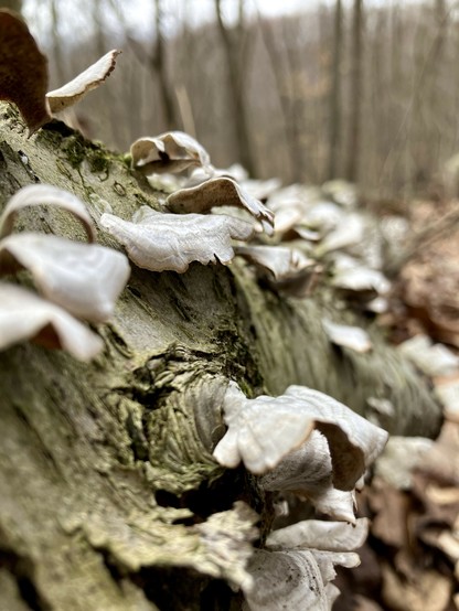 Gray brown mushrooms are growing on  a dead tree trunk on an early spring day. Trees in the background don’t have leaves.