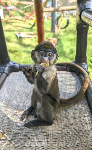 Azure Generated Description:
a monkey holding a banana (36.31% confidence)
---------------
Azure Generated Tags:
outdoor (97.28% confidence)
monkey (93.08% confidence)
animal (88.57% confidence)
mammal (87.51% confidence)
primate (84.21% confidence)
grass (82.16% confidence)
ground (76.35% confidence)
sitting (69.89% confidence)
wooden (56.95% confidence)
