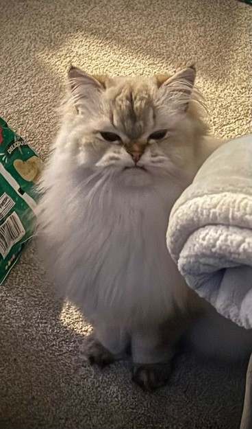 A fluffy white cat sitting on the carpet and looking up with a very judgmental expression. The corner of an empty bag of potato chips (sour cream and onion flavor) is to the left. 