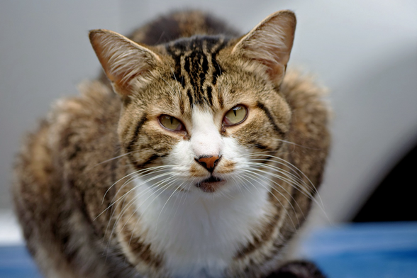 Cat loaf tuxedo brown tabby cat sitting looking at you with golden eyes. 