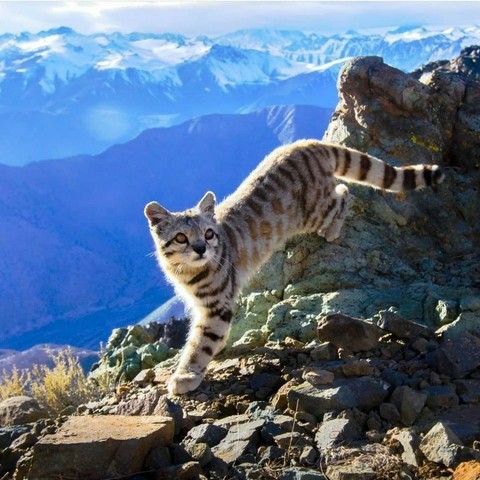 Photo of an Andean cat in the wild.
Distinctive features:
- round ears
- thick & proportiobately long tail with 6 to 9 rings
- thick fur, ash grey with brown spots or rings