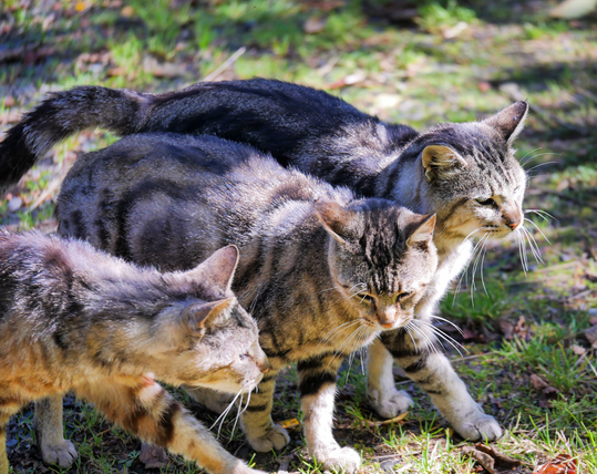 Live action profile, three tabby feral cats walking close together as friends. 