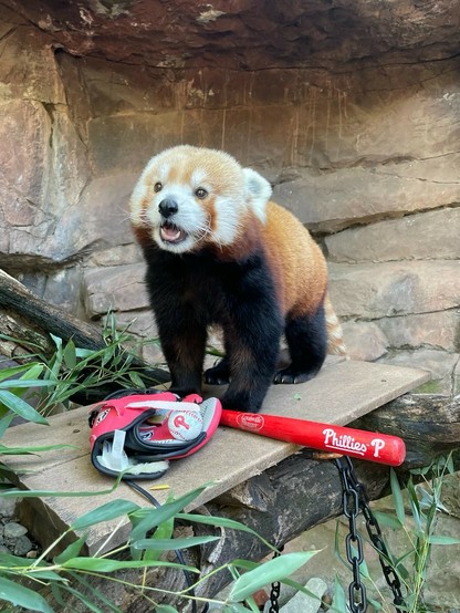 Azure Generated Description:
a panda bear standing on a skateboard (40.53% confidence)
---------------
Azure Generated Tags:
mammal (99.79% confidence)
animal (99.79% confidence)
lesser panda (98.47% confidence)
outdoor (91.40% confidence)
red panda (90.78% confidence)
zoo (90.60% confidence)
panda (86.76% confidence)
ground (86.67% confidence)
