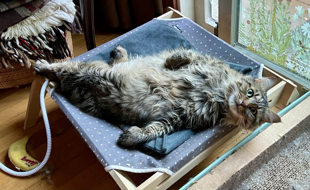 A very fluffy tabby lays belly up, sped out on a heating pad on a cat bed. One leg is stretched out all the way behind her while her front paws have one class to her chest and the other just flopped out to the side she looks directly at the camera and could not care in the slightest that she is exposed, she’s just chilling