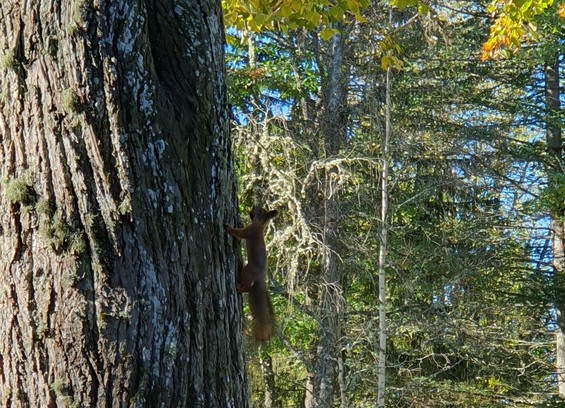 Orava kiipeää puunrunkoa pitkin ylöspäin suussaan tammenterho.