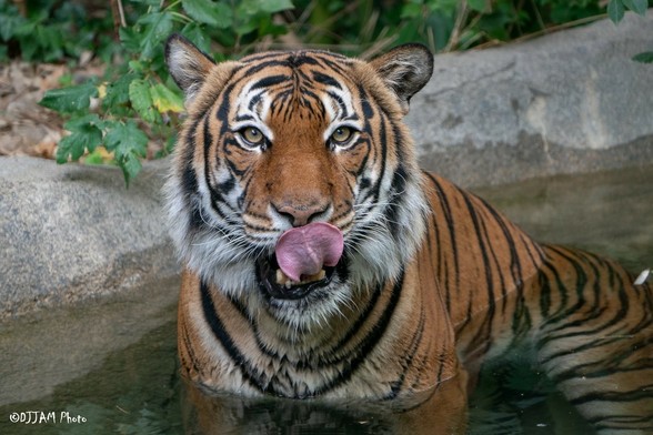 Azure Generated Description:
a tiger in water (48.34% confidence)
---------------
Azure Generated Tags:
animal (99.99% confidence)
mammal (99.99% confidence)
big cat (99.97% confidence)
tiger (99.96% confidence)
big cats (97.66% confidence)
bengal tiger (97.05% confidence)
siberian tiger (96.70% confidence)
wildlife (95.56% confidence)
terrestrial animal (95.21% confidence)
zoo (94.73% confidence)
outdoor (91.15% confidence)
snout (88.33% confidence)
whiskers (87.83% confidence)
plant (86.71% confidence)
rock (66.61% confidence)
ground (61.96% confidence)
cat (50.92% confidence)
