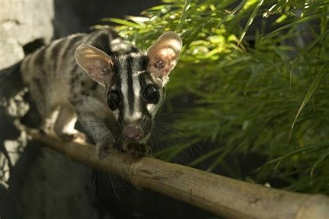 Here is a baby Owston’s Palm Civet, walking on a tree branch.