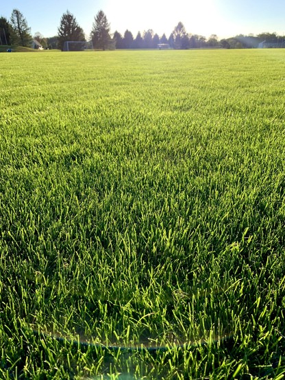 Flawless lawn in front of you with trees on the horizon.