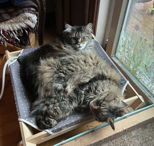 Two very fluffy tabbies are piled on a cat bed together with one on top of the other. Both have their front paws collected together in the front corner of the cat bed. The one on top is snoozing away. The one on the bottom has very generous ear tufts and is awake, possibly not the most amused at being sat on.