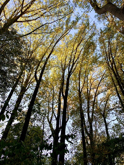 Looking up tall trees against the blue sky. The trees seem to be getting together, wanting to move to the same direction. Most leaves of tall trees are yellow, while shorter trees still have green leaves.