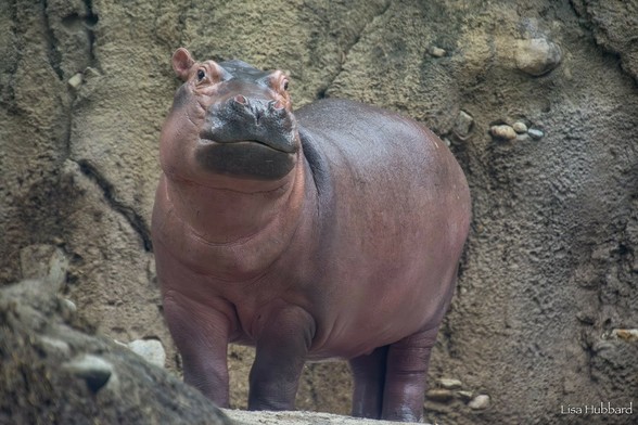 Azure Generated Description:
a hippo standing on rocks (45.44% confidence)
---------------
Azure Generated Tags:
animal (99.95% confidence)
mammal (99.83% confidence)
hippo (99.21% confidence)
outdoor (96.70% confidence)
terrestrial animal (94.25% confidence)
hippopotamus (93.61% confidence)
ground (90.10% confidence)
zoo (87.42% confidence)
rock (64.54% confidence)
