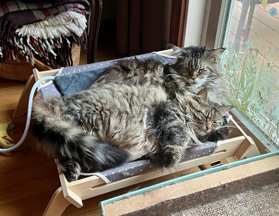 Two fluffy tabbies lay on the same cat bed with a heating pad on it. The front one is using the back one's paw as a pillow. They're both most of the way to asleep if not snoozing away. What snuggle bugs!