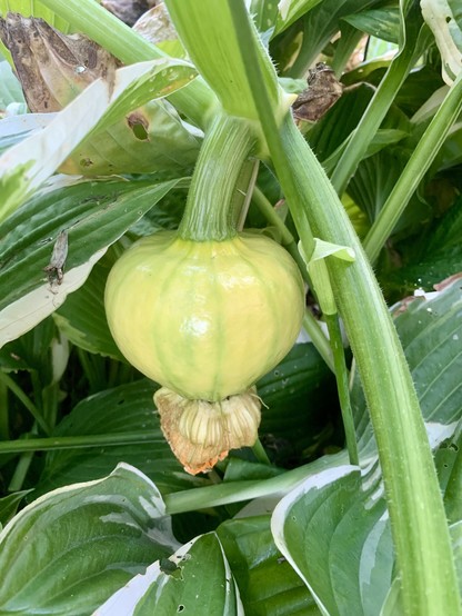 A wilted female pumpkin flower with a grown fruit. 